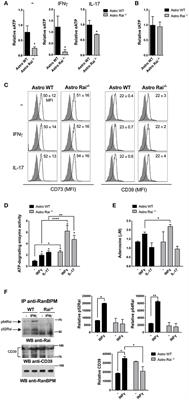 A T Cell Suppressive Circuitry Mediated by CD39 and Regulated by ShcC/Rai Is Induced in Astrocytes by Encephalitogenic T Cells